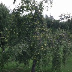 Apple Tree, Great Bend