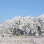 More hoarfrost