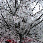 Icy branches