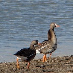 White-fronted Geese