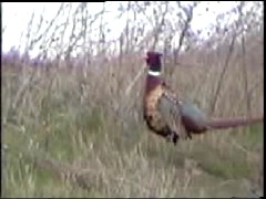 Pheasant rooster crows