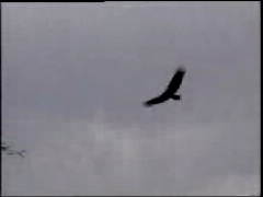 Turkey Vulture