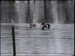 Shovelers