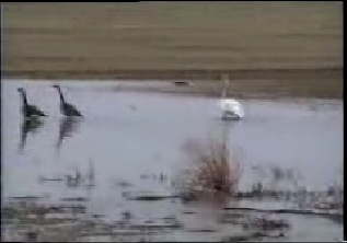 Wild swan