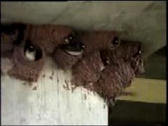 Cliff Swallows nests