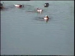 Phalaropes doing circles