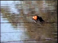 Yellow-headed Blackbirds