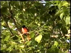 Baltimore Oriole