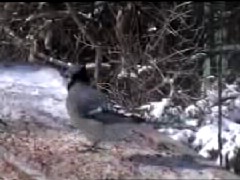 Blue Jay