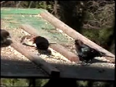 Brown-headed Cowbirds