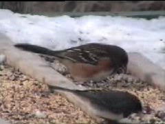 Rufous-sided Towhee