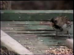 Harris' Sparrow