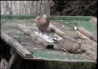 Mourning Doves
