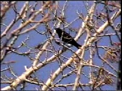 Red-winged Blackbird