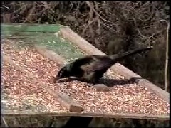 Common Grackle