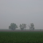 Trees in fog