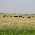 Cattle grazing