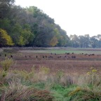 Turkeys courting