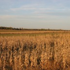Ready to harvest