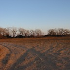 Waiting for wheat