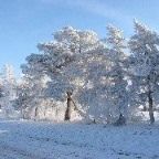 Hoarfrost fairyland