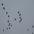 Sandhills - closer view