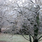 Trees in our yard