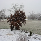 Young oak bows down.