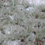 Grass