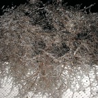 Russian Olive by night