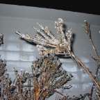 Ice on buds