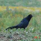 DSC01588.JPG