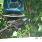 DSC00948.JPG