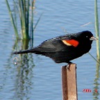 DSC01233.JPG