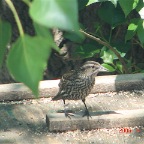 DSC01027.JPG