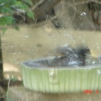 DSC01298.JPG