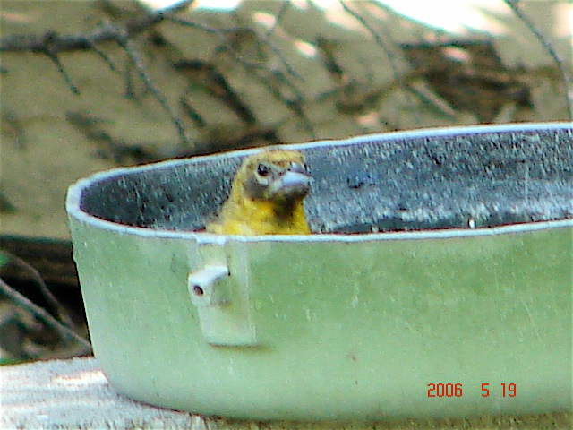 Loading Image