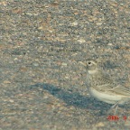 DSC01626.JPG