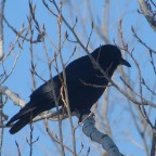 Fish Crow.JPG