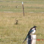 DSC02470.JPG