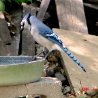 DSC00922.JPG