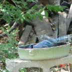 DSC00924.JPG