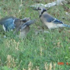 DSC01704.JPG