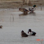 DSC00489.JPG