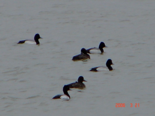 Loading Image