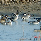 DSC00443.JPG