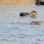 Gadwall.JPG