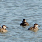 Ruddy Ducks.JPG