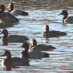 Canvasbacks.JPG