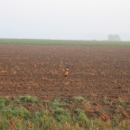 Another pheasant